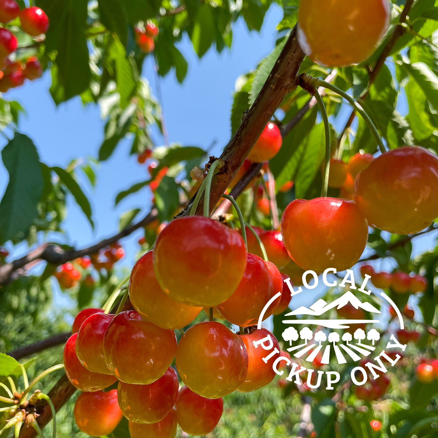 Shop — Cherrywood Orchard